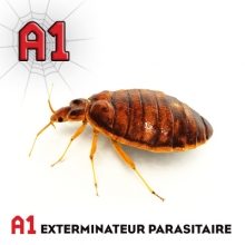 Extemination de punaises de lit bedbug exterminateur à Longueuil et rive sud