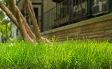 Belle nouvelle pelouse en santé à ville de Brossard sur la Rive-sud